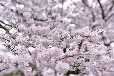DSC_4945-c.jpg