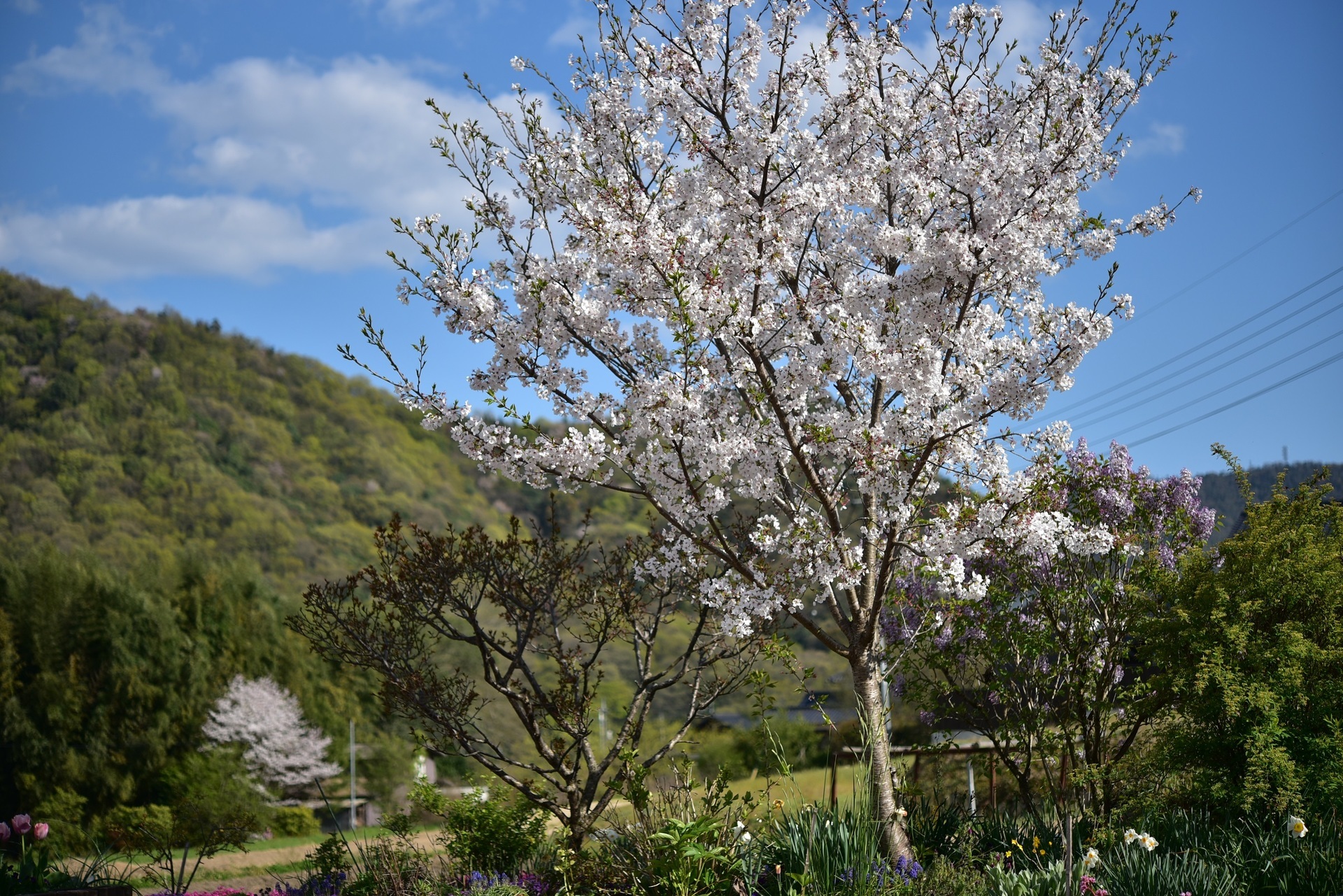 桜 散る ５０歳からの夢日記